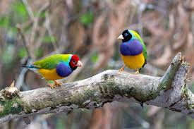 Bird Watching